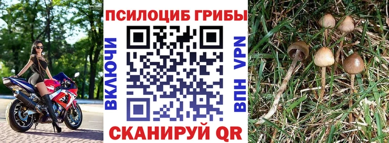Псилоцибиновые грибы Psilocybine cubensis Купить закладки Вяземский